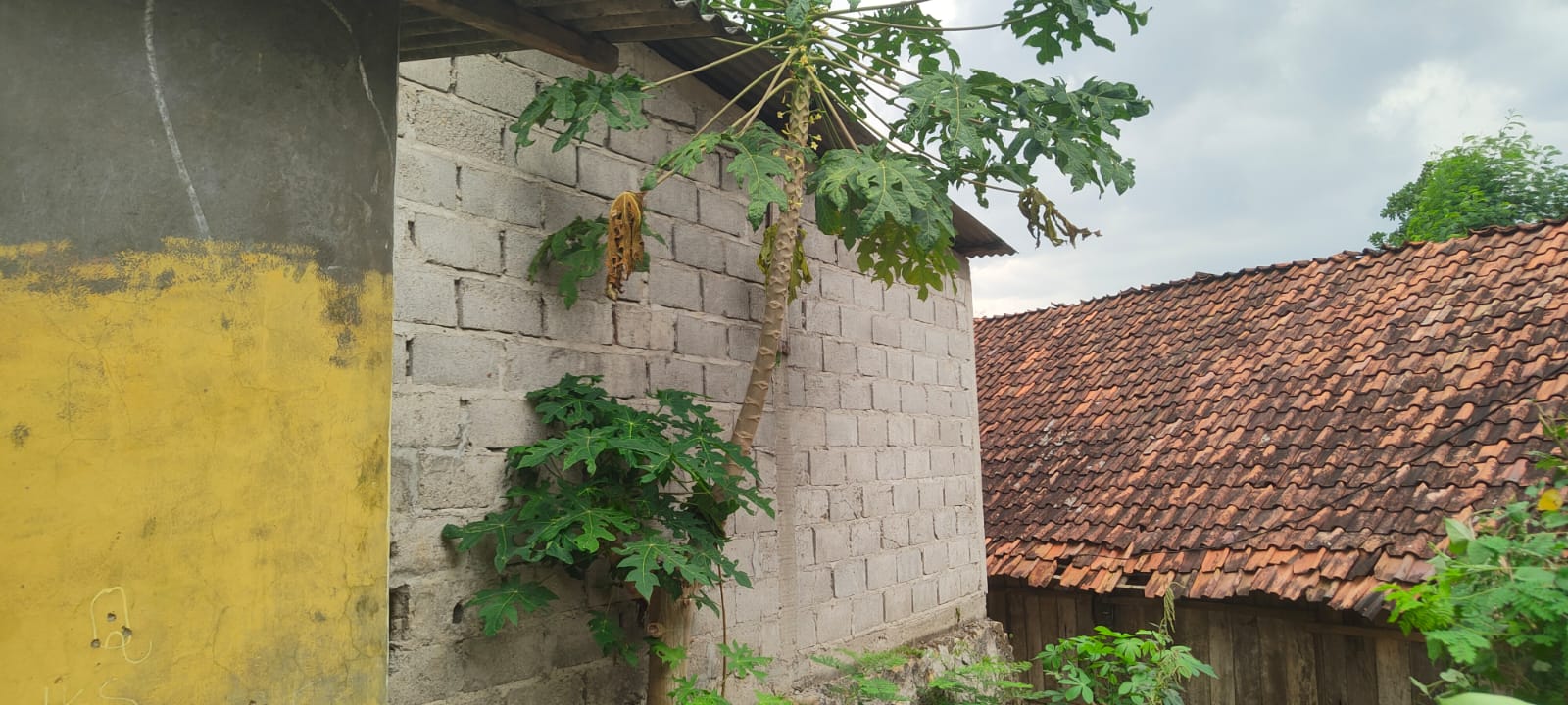 Tampak Samping 1